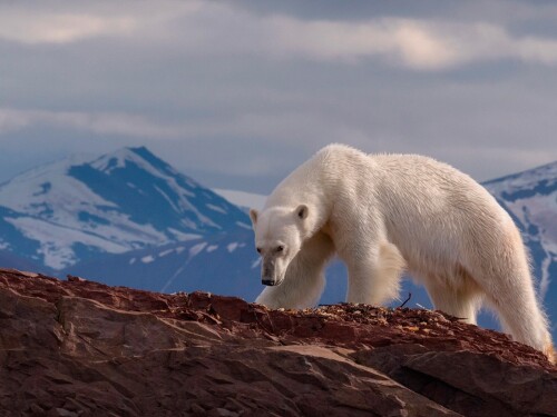 Polar bear rocks mountains 1600x1200