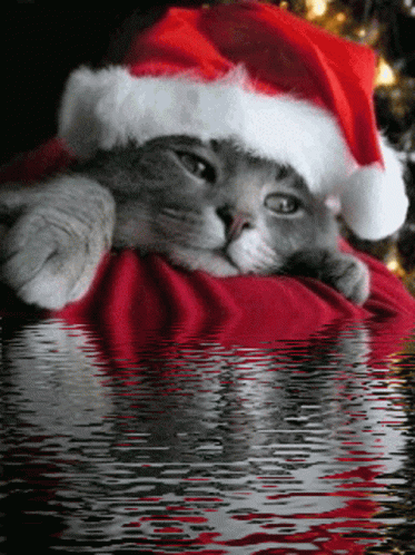 roko-crimas-cat.gif